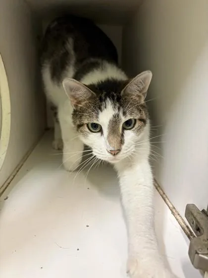 An adult small-sized male Domestic Short Hair cat named Captain for adoption in Mansfield, TX