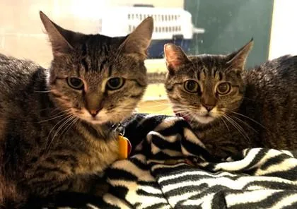 Demi Bonded To Char thumbnail 2