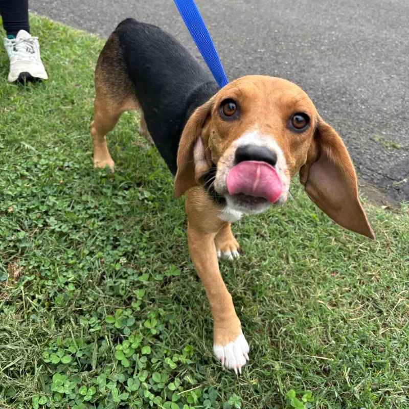 An adult small-sized female Brown / Chocolate Beagle dog named Stray Virgilina Rd for adoption in Roxboro, NC