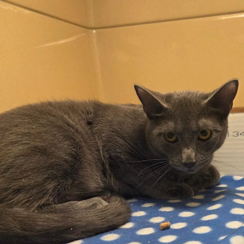 A young small-sized male Gray / Blue / Silver Domestic Short Hair cat named Dopple for adoption in Beckley, WV