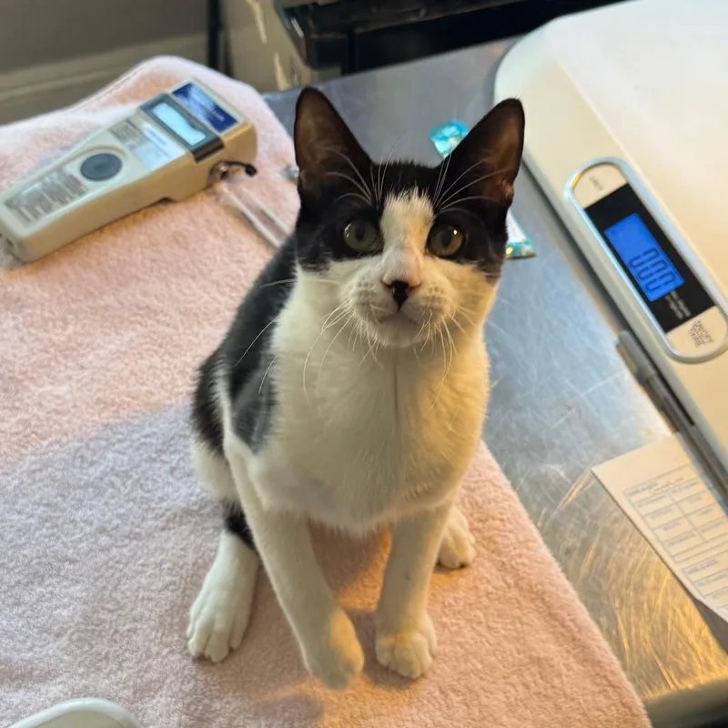A baby medium-sized male Black Domestic Short Hair cat named Chaplin for adoption in Los Angeles, CA