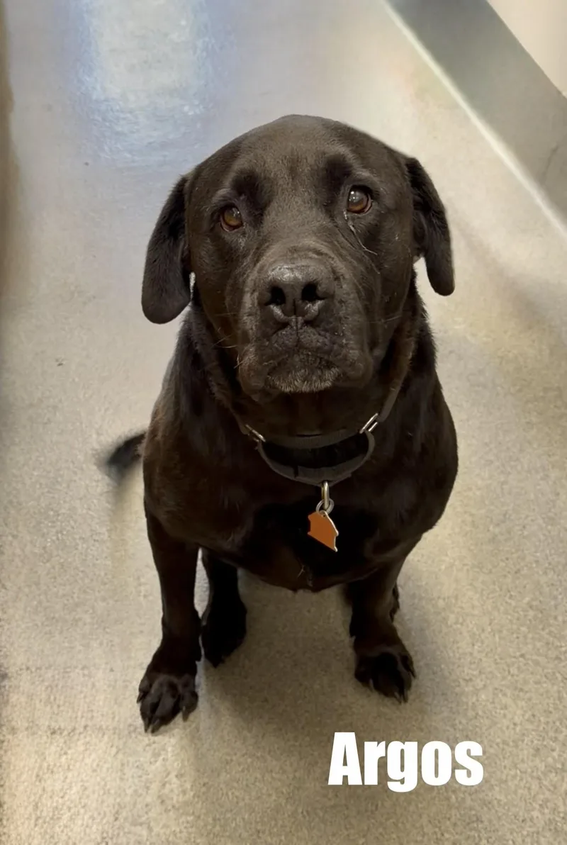 An adult large-sized male Black Labrador Retriever dog named ARGOS Adult Love Looking for adoption in Charlottesville, VA