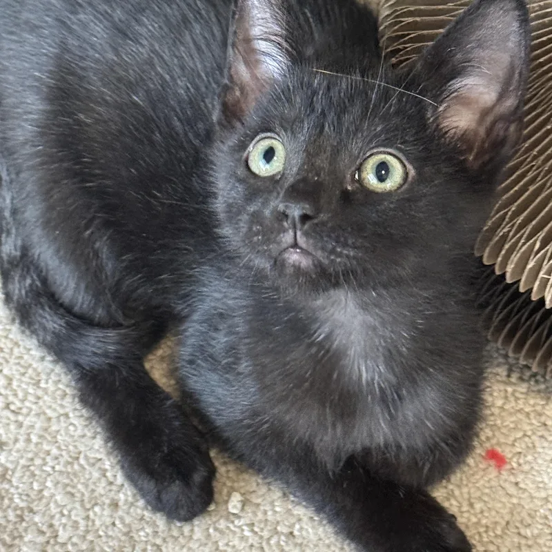 A baby medium-sized male Black Domestic Short Hair cat named Hephaestus for adoption in Cleveland Heights, OH