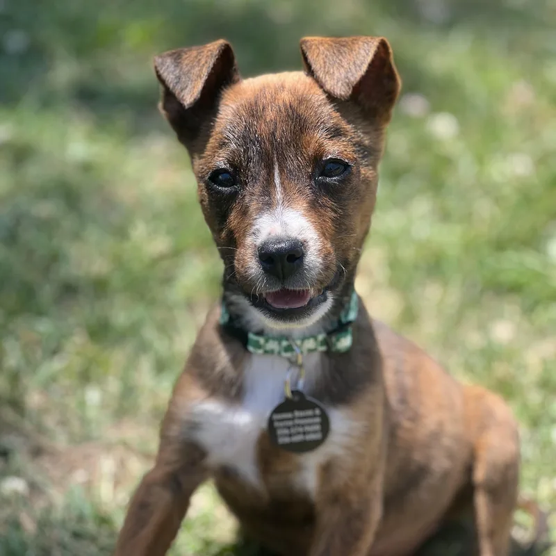 A baby medium-sized female Brindle Terrier dog named Clover for adoption in Greensboro, NC