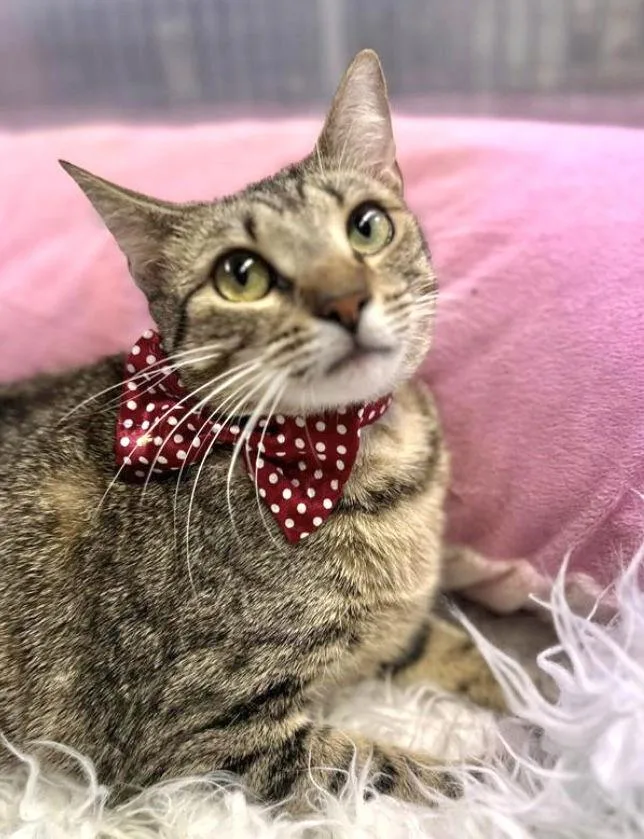 A young medium-sized female Domestic Short Hair cat named Bahia for adoption in Margate, FL