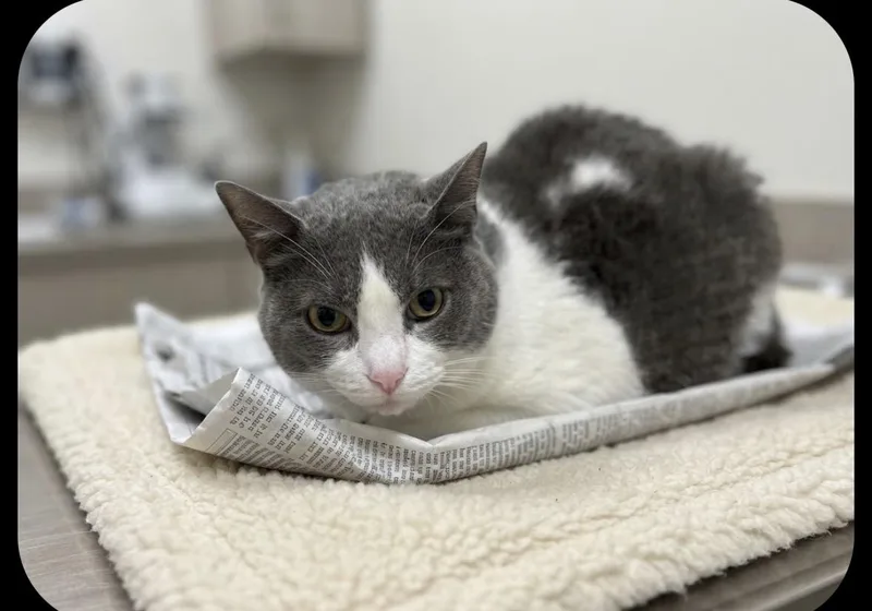 A senior small-sized female Domestic Short Hair cat named Brandy for adoption in San Pedro, CA