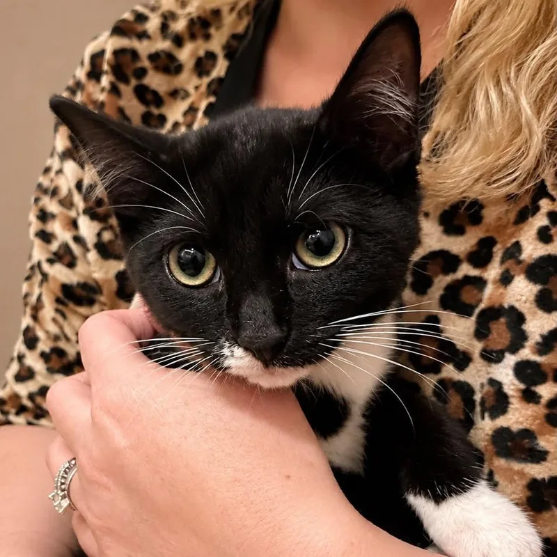 A baby small-sized female Black Domestic Short Hair cat named Sara Evans for adoption in Winchester, VA