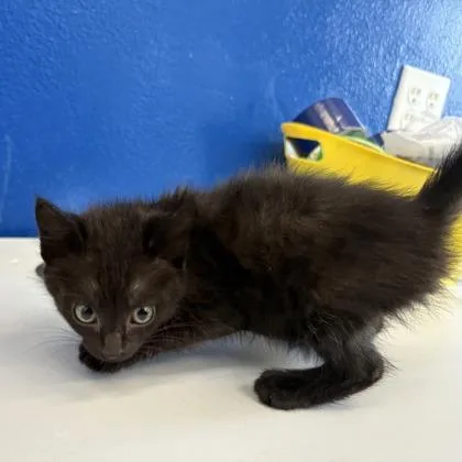 A baby medium-sized female Domestic Short Hair cat named Noir for adoption in West Chester, PA