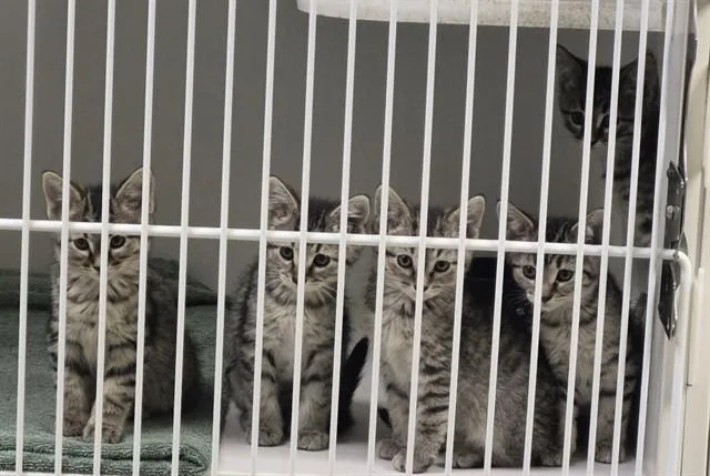 A baby medium-sized male Domestic Short Hair cat named Basil for adoption in Decatur, IL