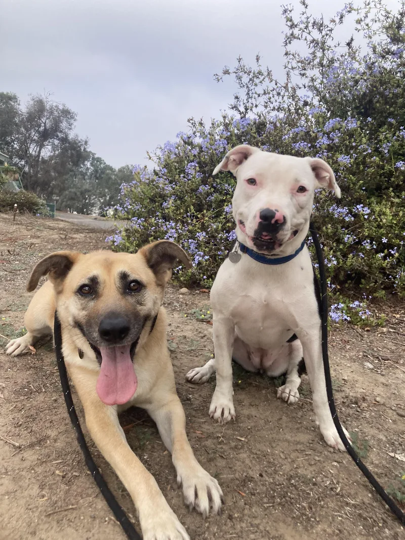 A young large-sized female Apricot / Beige Yellow Labrador Retriever dog named Hope for adoption in Pasadena, CA