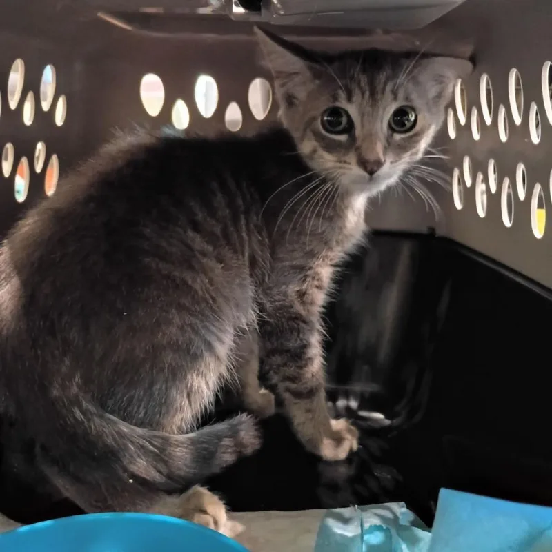 A baby small-sized male Gray / Blue / Silver Domestic Short Hair cat named Twinkle Toes for adoption in Lynchburg, VA