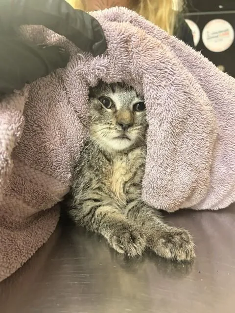 A young small-sized male Domestic Short Hair cat named December for adoption in Cincinnati, OH