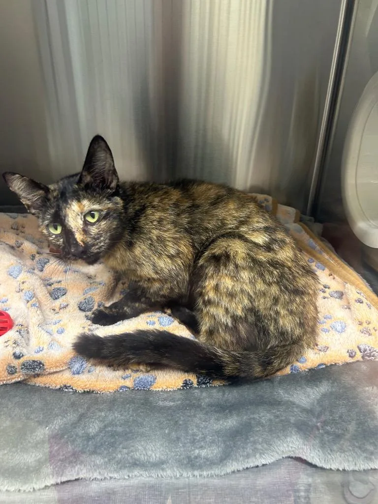 A young medium-sized female Domestic Short Hair cat named Trixie for adoption in Seven Points, TX