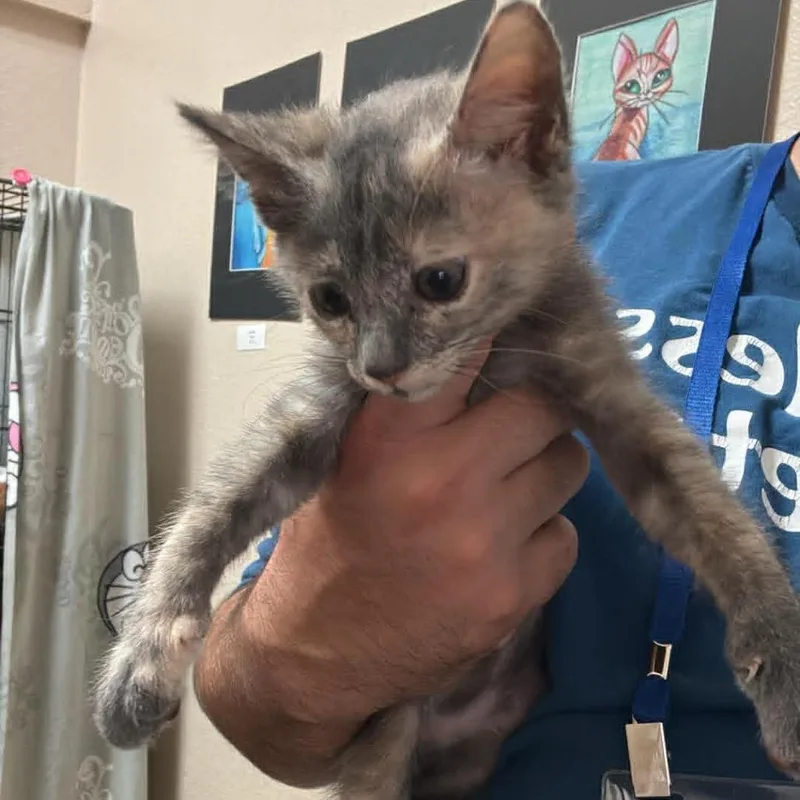A baby small-sized female Tortoiseshell Domestic Short Hair cat named Tammy  Chino Hills for adoption in Chino Hills, CA