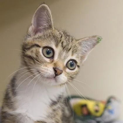A baby small-sized female Domestic Short Hair cat named Jeanette for adoption in Verona, WI