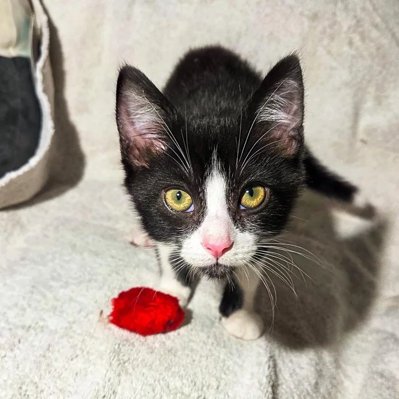 A baby small-sized male Black Domestic Short Hair cat named Moomoo for adoption in San Diego, CA
