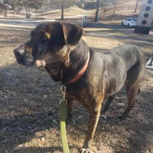 A senior medium-sized female Brindle Plott Hound dog named Janie for adoption in Lucedale, MS