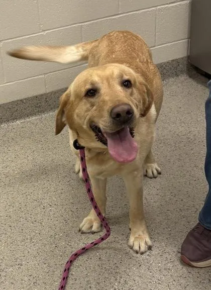An adult large-sized male Labrador Retriever dog named Diesel for adoption in Fishers, IN