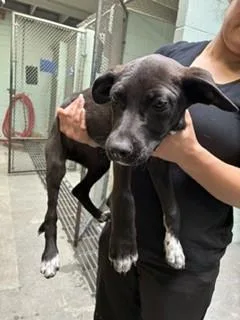 Diva