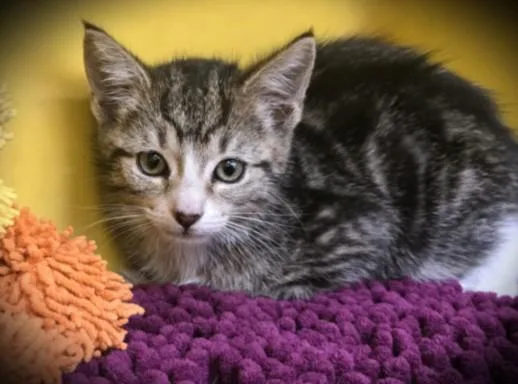 A baby small-sized male Domestic Short Hair cat named Schwartzahonky for adoption in Los Angeles, CA