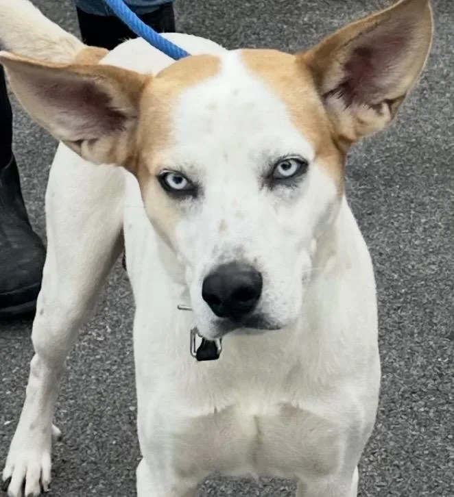 A young large-sized male Australian Cattle Dog / Blue Heeler dog named Batman for adoption in Elizabethton, TN