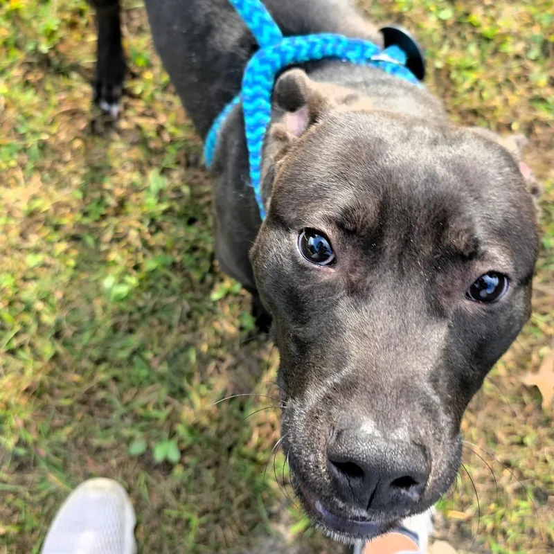 A young medium-sized male Gray / Blue / Silver Pit Bull Terrier dog named Ricky for adoption in Michigan City, IN