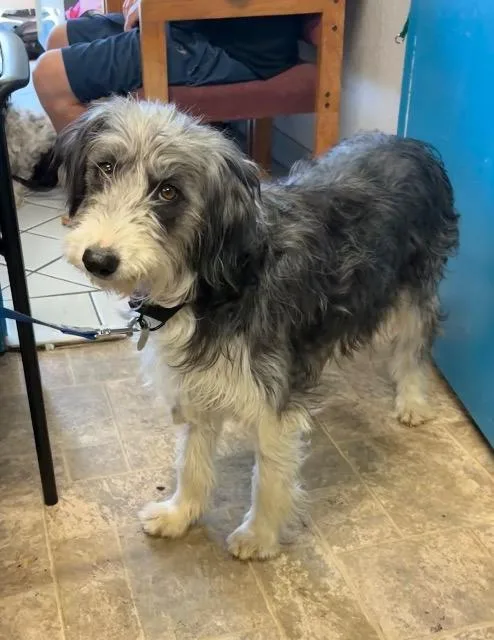 An adult medium-sized female Airedale Terrier dog named Katie for adoption in Reno, NV