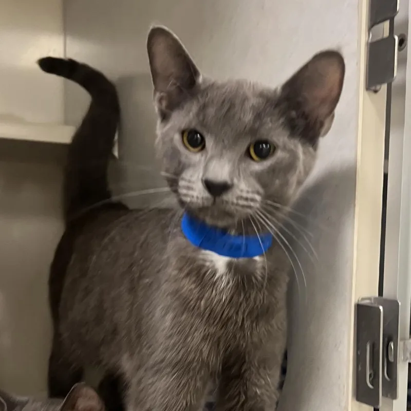 A young medium-sized male Gray / Blue / Silver Domestic Short Hair cat named Drake for adoption in Fairport, NY