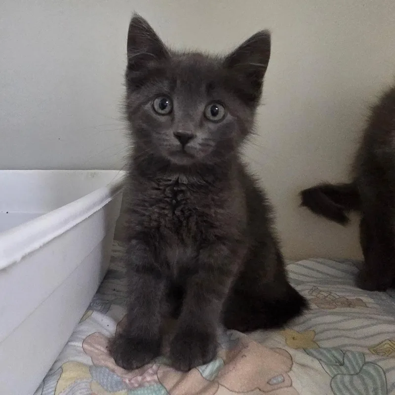 A baby small-sized male Gray / Blue / Silver Domestic Short Hair cat named Idgie for adoption in Spencer, IA