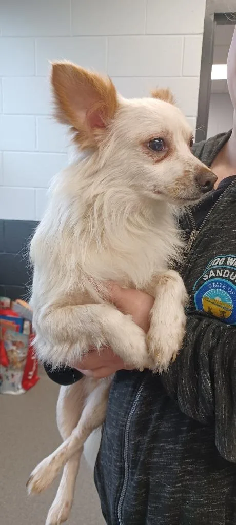 A young small-sized male Chihuahua dog named Rascal for adoption in Fremont, OH