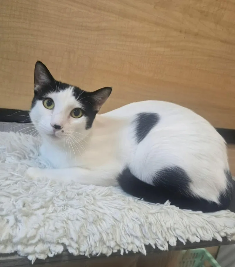 A baby medium-sized male White Domestic Short Hair cat named Henry for adoption in Warr Acres, OK