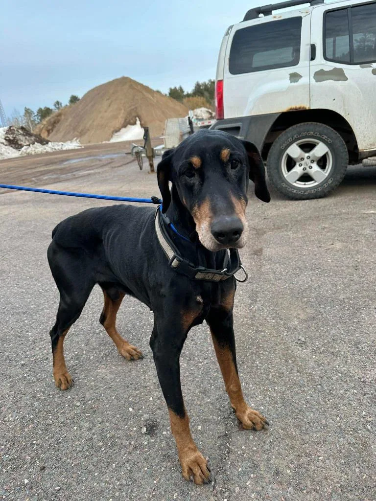 Anubis Aka Nooby