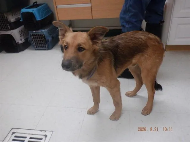 A young small-sized male Australian Shepherd dog named Cody for adoption in Oroville, CA