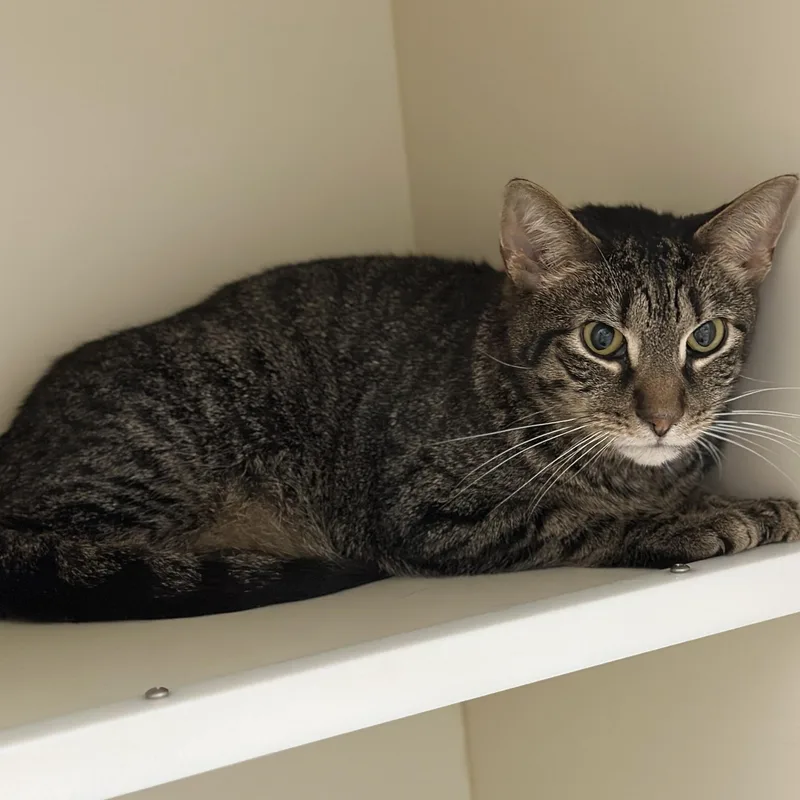 A senior medium-sized male Tabby (Brown / Chocolate) Domestic Short Hair cat named Apple Fritter for adoption in Victor, NY