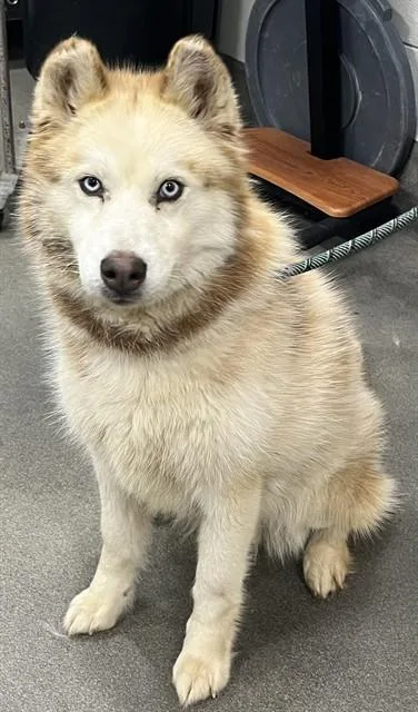 An adult medium-sized female Siberian Husky dog named Luna for adoption in Upper Marlboro, MD
