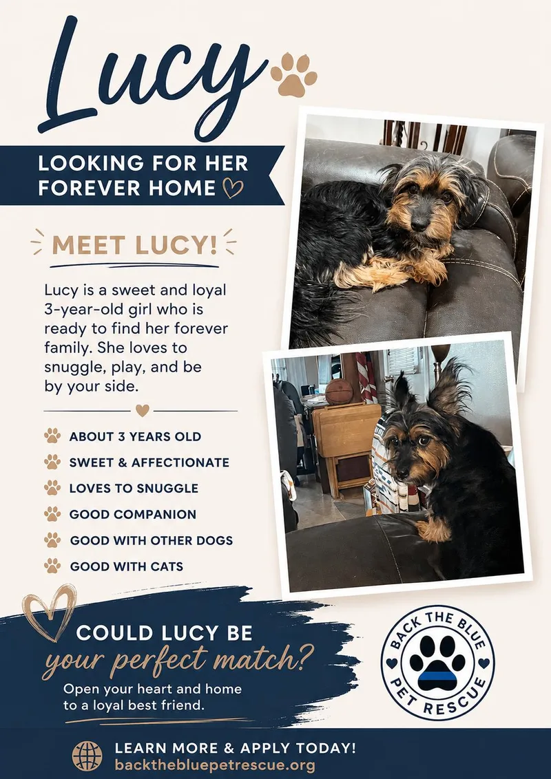 An adult medium-sized female Yorkshire Terrier dog named Daisy for adoption in Queen Creek, AZ