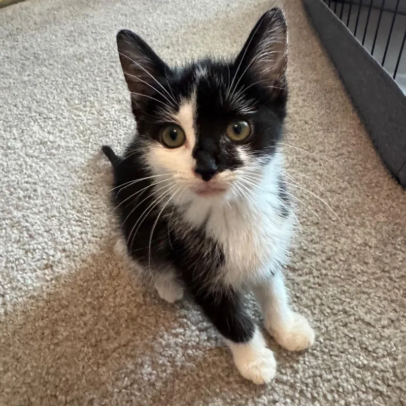 A baby small-sized female Black Domestic Short Hair cat named Bonnie for adoption in La Grange, KY