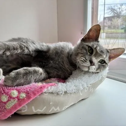 An adult small-sized male Domestic Short Hair cat named Casper for adoption in Wheaton, IL