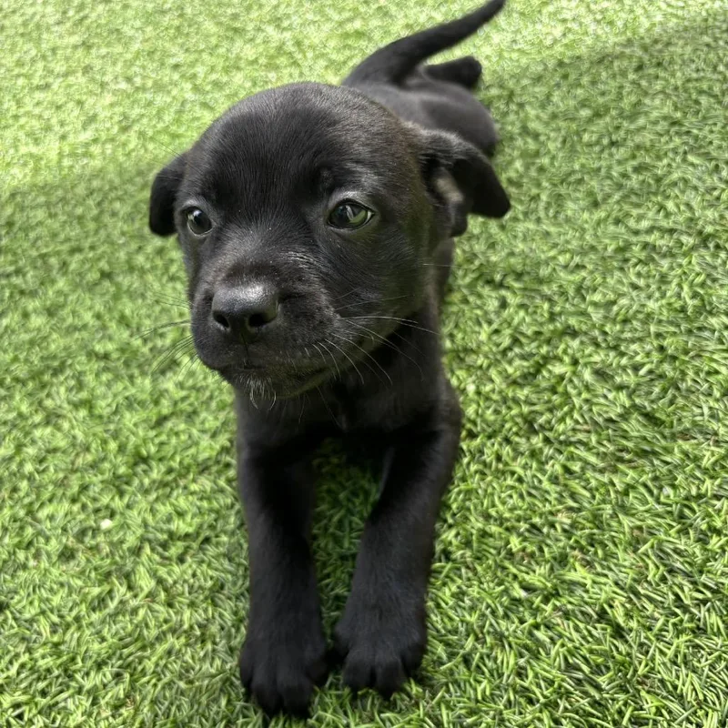 A baby medium-sized male Black Shepherd dog named Benz for adoption in LOXAHATCHEE, FL