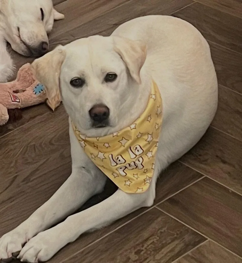 A young large-sized female Labrador Retriever dog named Lola for adoption in Agoura Hills, CA