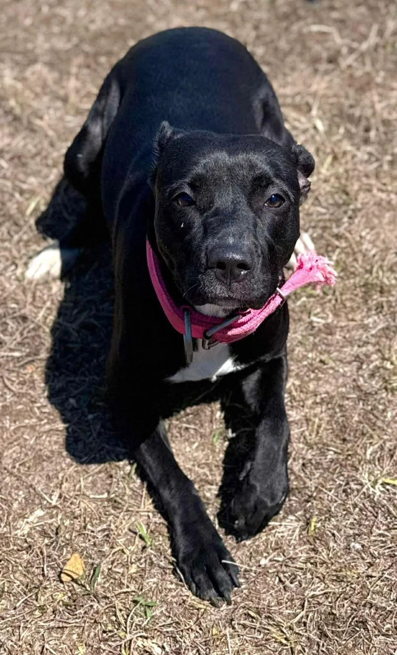 A young medium-sized female American Staffordshire Terrier dog named Bella for adoption in Chesterfield, SC