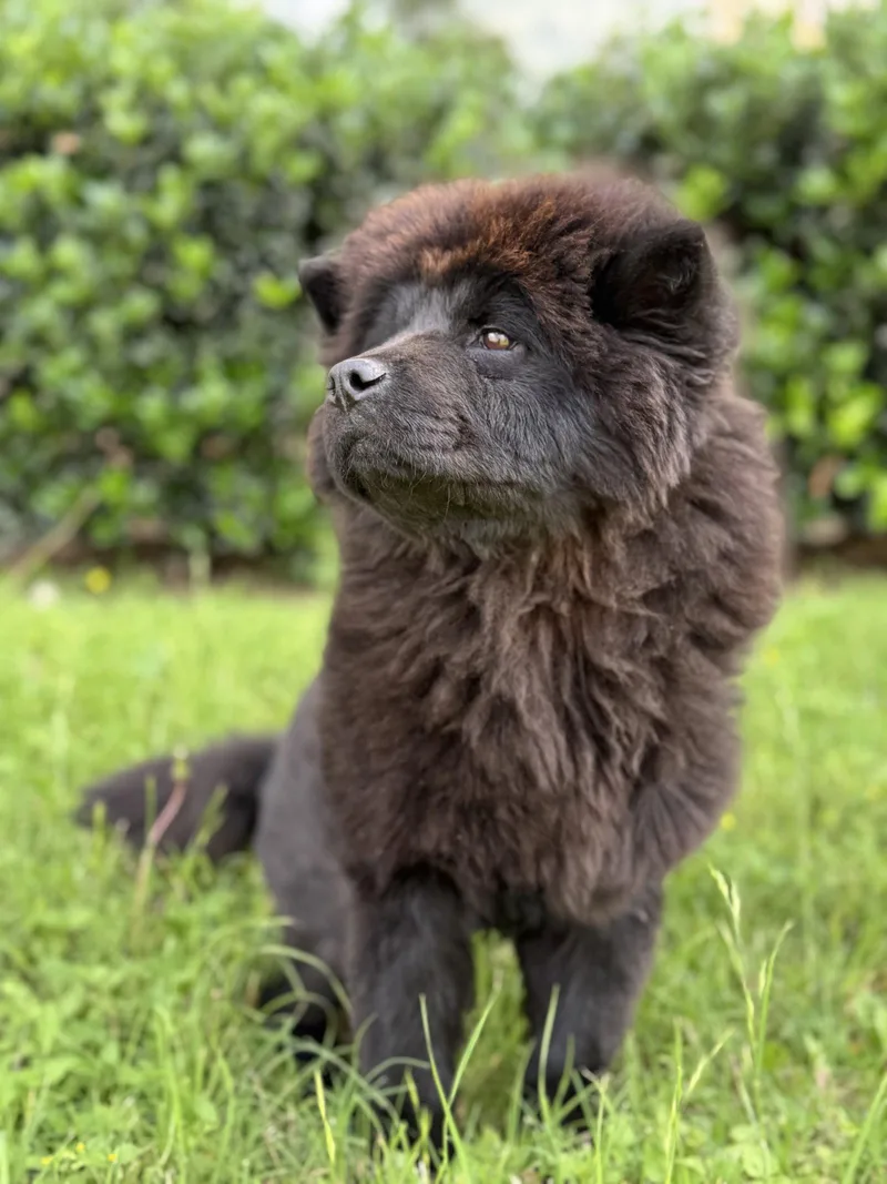 Baloo