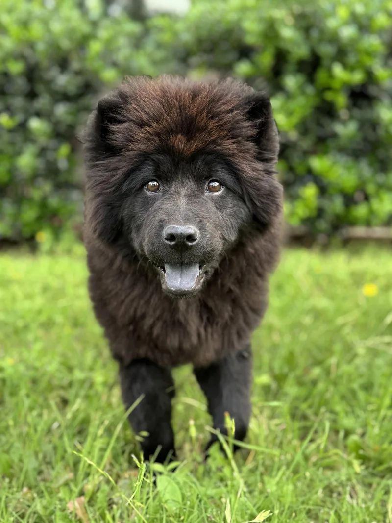 Baloo thumbnail 2