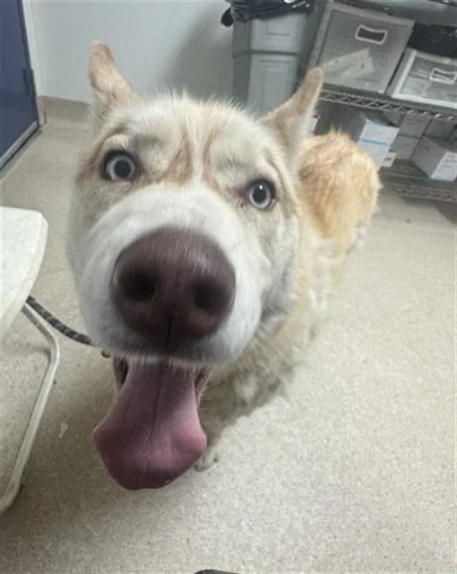 An adult large-sized male Husky dog named Axel for adoption in Bakersfield, CA