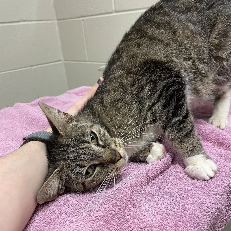 An adult medium-sized female Brown / Chocolate Domestic Short Hair cat named Nilla Wafer for adoption in Bristol, IN