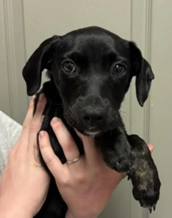 A baby small-sized female Dachshund dog named Nimsy for adoption in Littleton, CO