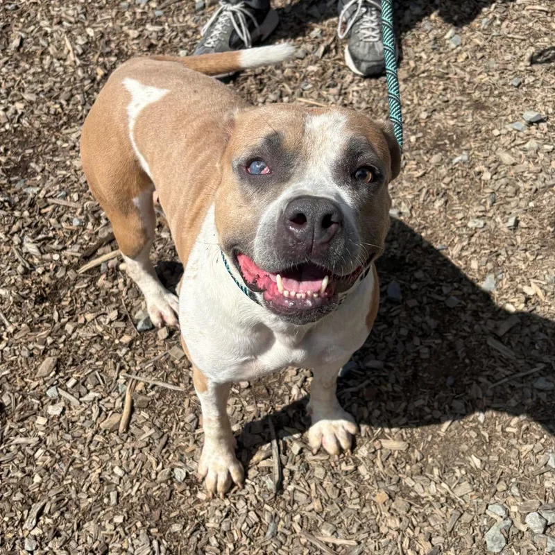 An adult medium-sized female Mixed Breed dog named Korovka for adoption in Wappingers Falls, NY
