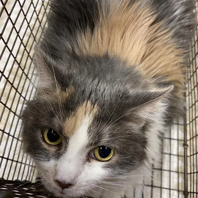 An adult extra large-sized female Domestic Long Hair cat named A for adoption in Modesto, CA