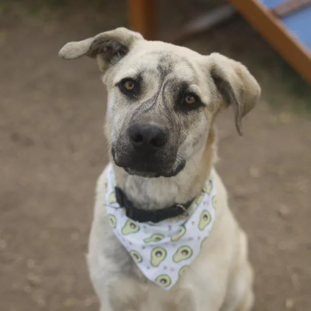 A young large-sized male American Staffordshire Terrier dog named Johnny for adoption in San Antonio, TX