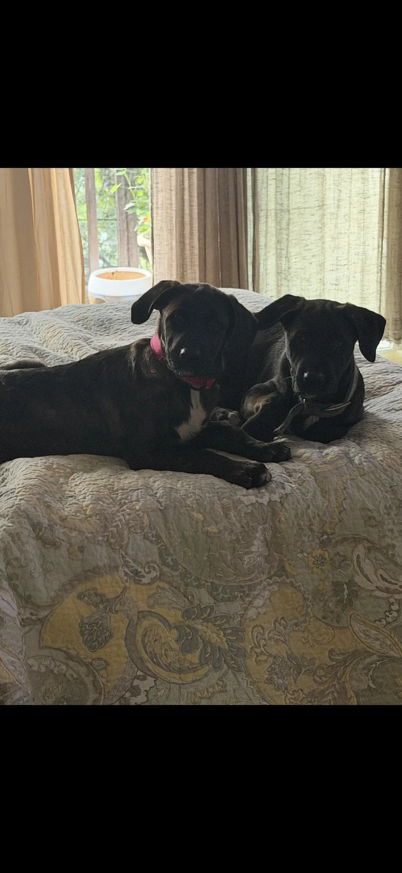 A baby medium-sized female Brindle Mastiff dog named Lily Mae aka squish for adoption in Hayward, CA